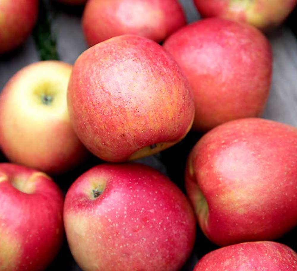 Ludacrisp Apples