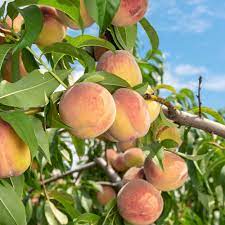 Indian Free Peach