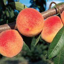 Red Haven Peach