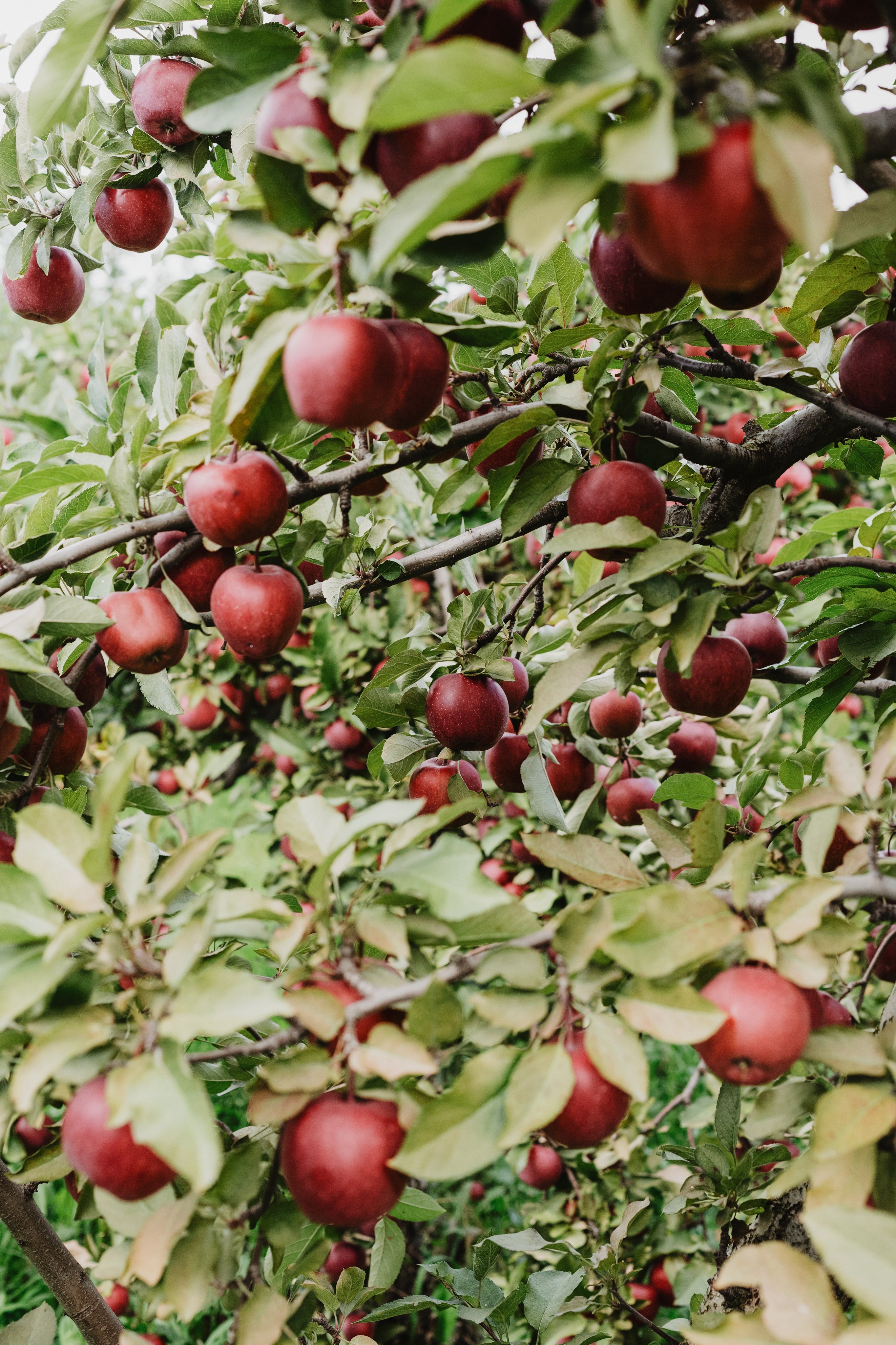 Bright Red Apples on Trees