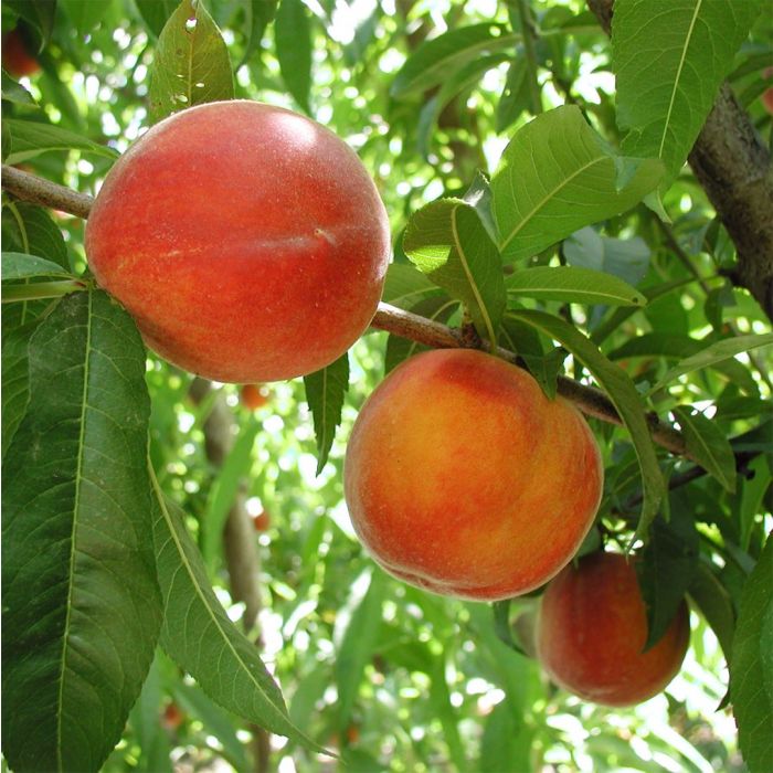 Crest Haven Peach