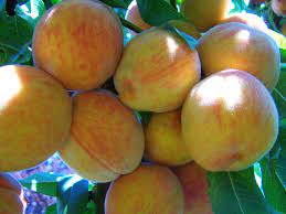 Sun Crest Peach